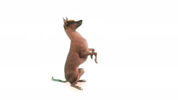 Cute Xoloitzcuintli Dog Standing Up on His Hind Legs