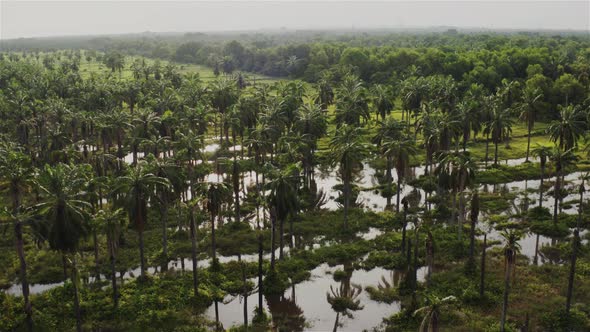 Flooded coconut plantation 1