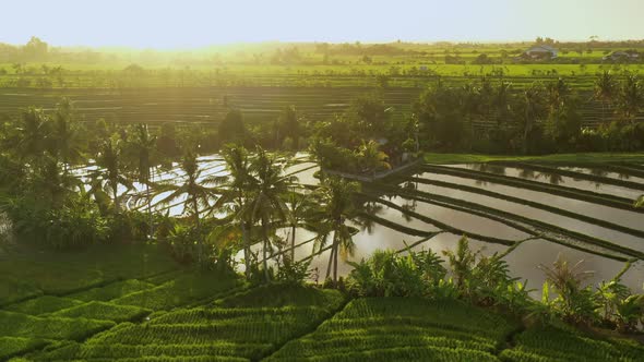 Aerial video in an amazing landscape rice field on Jatiluwih Rice Terraces, Bali, Indonesia alt