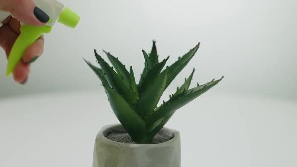 Closeup Green Cactus Leaves with Female Hand Spraying Water with Sprinkler alt