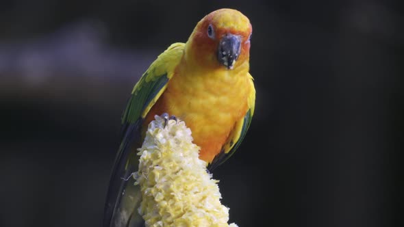 sun conure parrot bird