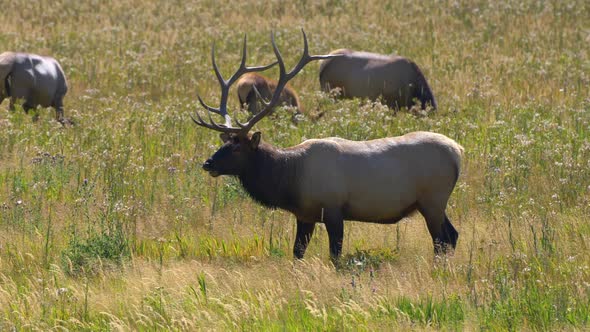 A Bull elk grazing in a meadow or field looking up and around his area as his harem of female elk ar alt