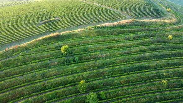 Aerial View of a Growing Vine Terrace on the Hill