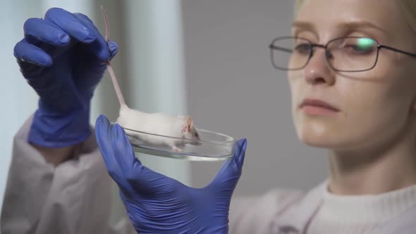 A Woman Scientist in Strict Glasses Holds a Petri Dish with a White Mouse in Her Hands