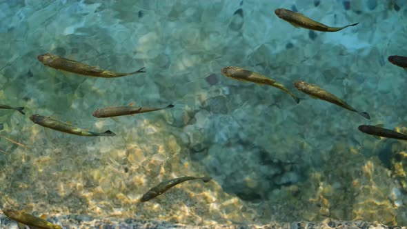 Fishes under water as a background. Turquoise water with school of fish. Sea animals. alt