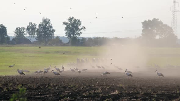 Wild Birds Search for Food on the Background of a Tractor with Massive Ploughshares Processing Dusty alt