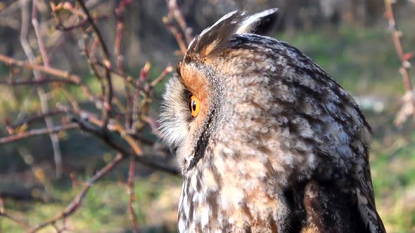 Long Eared Owl, asio otus, Portrait of Adult