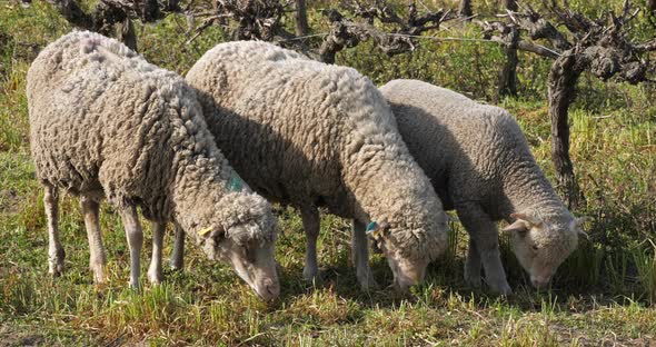 Domestic sheeps ( merinos d Arles), grazing in the vineyards, Occitanie, France alt