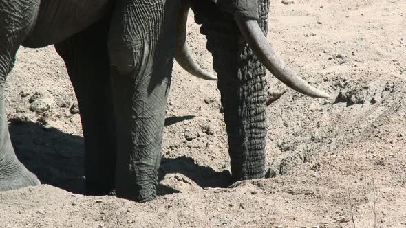 African Elephant (Loxodonta africana) drinking water out of a hole in a dry riverbed, Kruger N.P. So alt