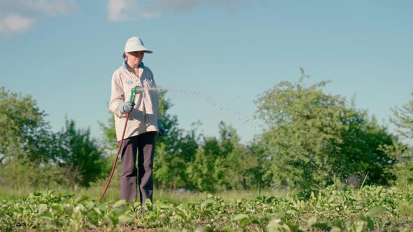 Woman Holding a Water Hose and Watering Beds or Plants in the Backyard alt