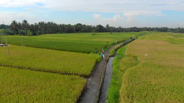 Aerial Shot of a Group of Farmers That Are Moving Along a Path in the Middle of a Big Rice Field alt