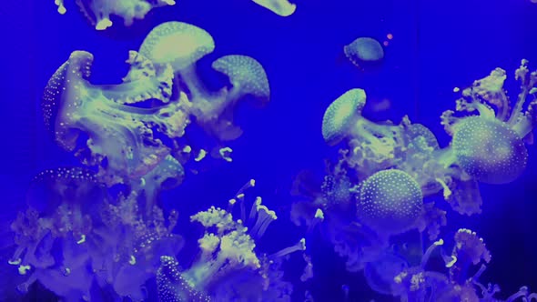 Jellyfish - Phyllorhiza Punctata - at Kamon Aquarium, Japan. alt