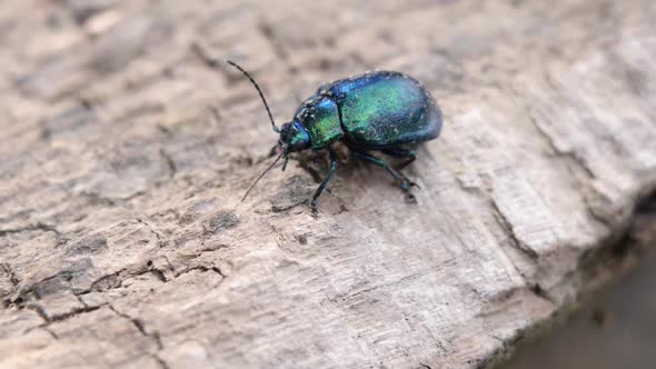 Close up of a green and blue shiny beetle walking over a wooden underground in slow motion. alt
