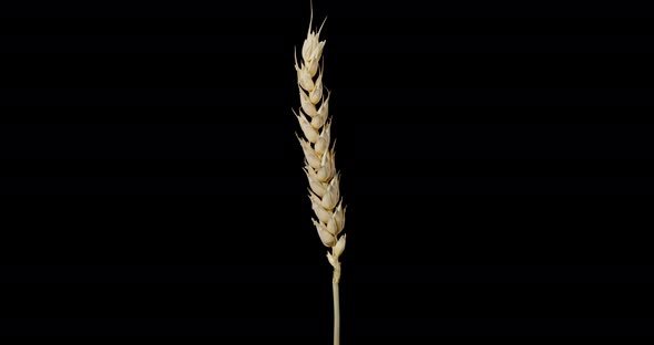 Yellow Wheat Spike Rotating Black Background