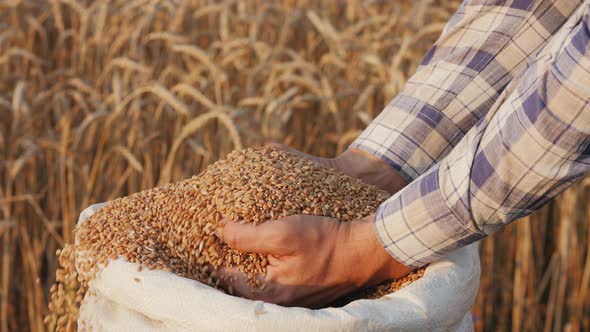 Harvest Closeup of Farmers Hands Holding Wheat Grains alt