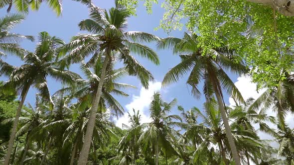 Upper Branches of Palm Trees against the Blue Sky