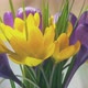 Beautiful Bouquet of Yellow and Lilac Crocuses Blooming Oneway in the Rays of the Sun on a Net - VideoHive Item for Sale