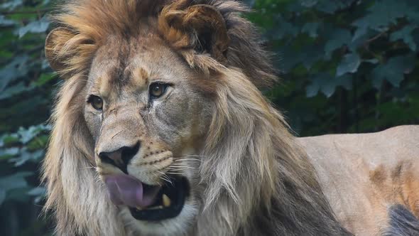 Extreme close up portrait of male lion yawning alt