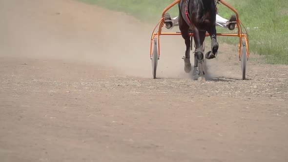One Horse Harnessed to Sport Cart Run