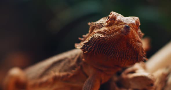 Bearded dragon, also known as Pogona, sitting on a tree branch. alt