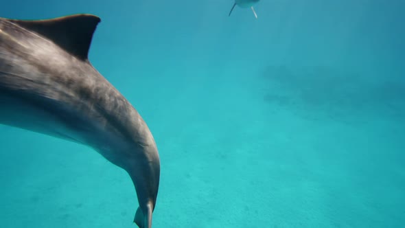 Two Dolphins Mother and Juvenile Dolphin Slowly Swims in Circle Under Surface in Blue Water alt