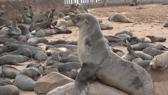 Rookery of a Seal Colony on the Atlantic Ocean in Namibia alt