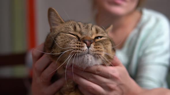Cute cat relaxing on girl's hands. Woman caress her fluffy pet.