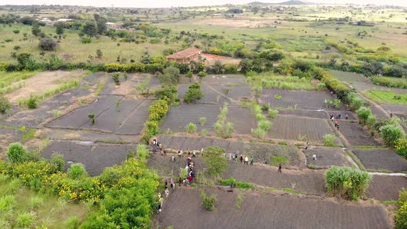 African Workers on Field Going to Work, Farming in Malawi, Drone View alt