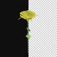 Yellow Rose - VideoHive Item for Sale