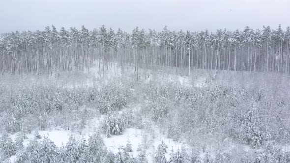Aerial View of Winter Background with a Snow-covered Forest