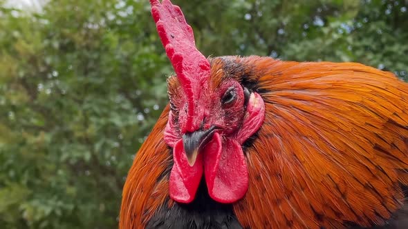 Rooster Sleeps On A Pole