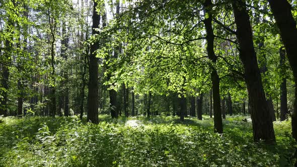 Trees in the Forest By Summer Day alt