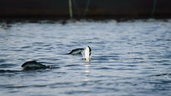 Salmon farming in marine pens; salmon jumping out of water, low angle alt