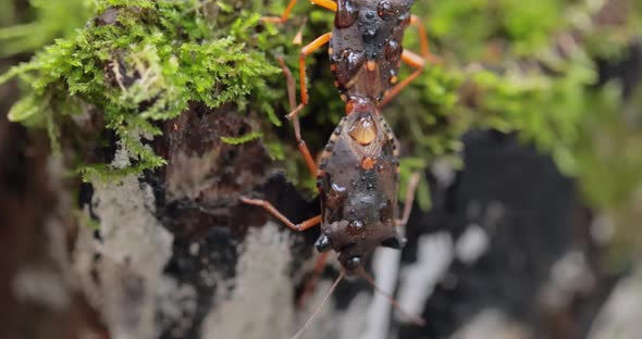 Forest Bug or Redlegged Shieldbug Pentatoma Rufipes Is a Species of Shield Bug alt