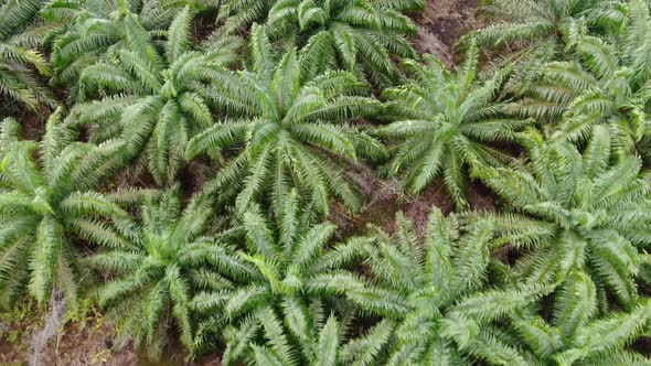 Aerial View of The Palm Oil Estates alt