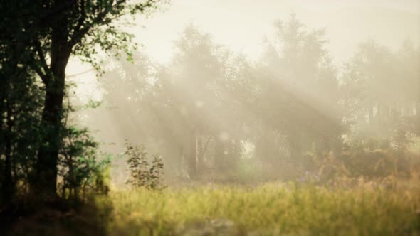 Clearing in the Forest in Sunny Summer Morning alt