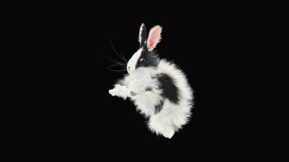 Rabbit Dancing 4K alt
