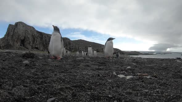 Gentoo Penguins on the Beach in Antarctica