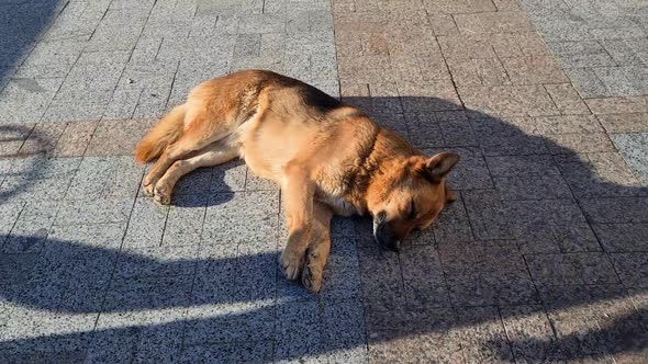 Stray dog sleeping on the asphalt road on the street, people are passing by