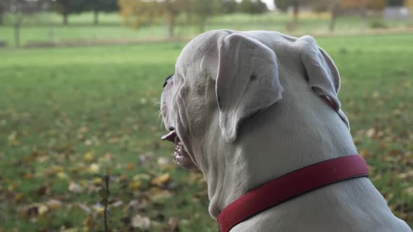 White Purebred American Bulldog Sitting Down On Grass In Park Looking Outwards. Over The Shoulder Vi alt