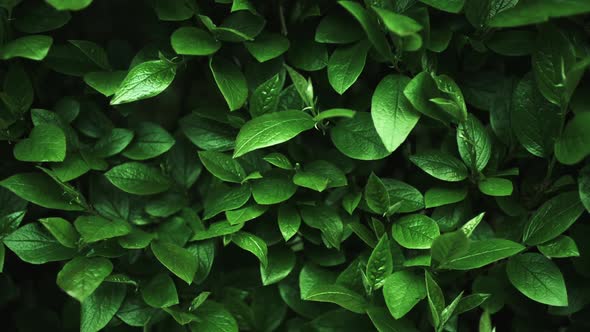 Green Leafs with Dew Drops After Rain alt