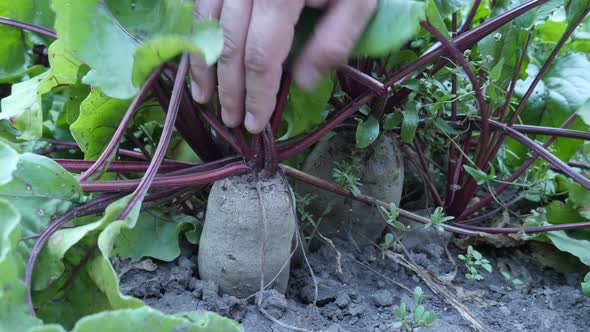 Beetroot with Leaf in Vegetable Home Garden