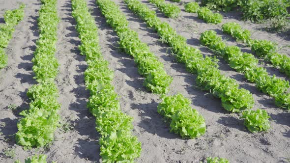Growing Green Salad on the Ground alt