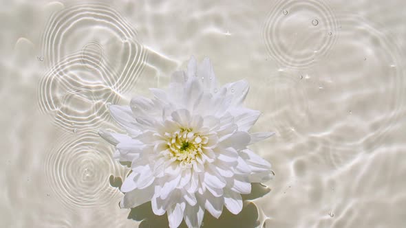 Slow Motion of Falling White Chrysanthemum on Water Surface and Diverging Circles of Water on Pastel alt