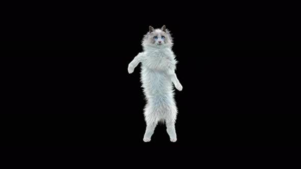 Cat Dancing 4K alt