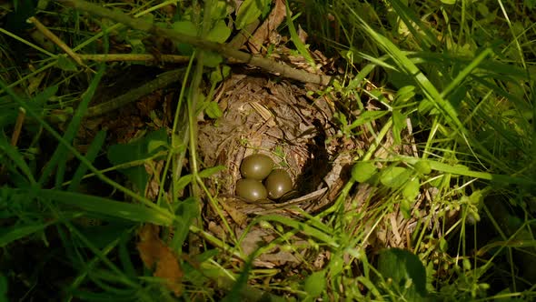 Bird Incubates Eggs in the Nest alt