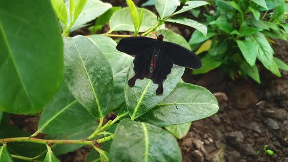 Close up of black and red Pachliopta Kotzebuea, or Pink Rose Butterfly on leaf alt
