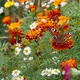 A Peacock Butterfly On A Marigold Flower Eats Nectar. - VideoHive Item for Sale