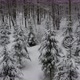 Flying above snow covered trees in winter forest. Shot from drone. - VideoHive Item for Sale