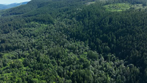 Aerial shot tilting up from a lush green forest to reveal a tall tree covered mountain range. alt